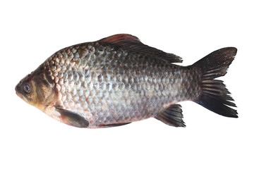 Fresh river crucian isolated on white background. 