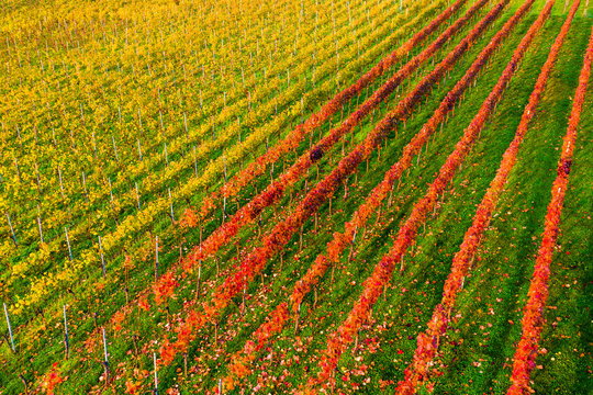 Germany, Baden-Wurttemberg, Remittal, Countryside vineyard in autumn