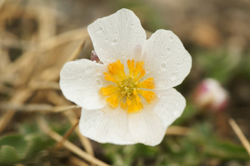 Ranunculus acetosellifolius white ranunculus typical of the mountains in the south of the Iberian Peninsula