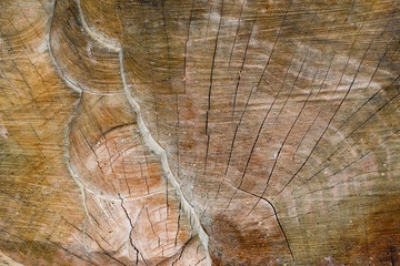 Old dry wood texture grey brown