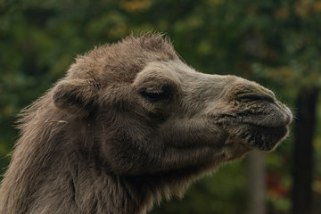 Brown female camel in autumn wet rainy day