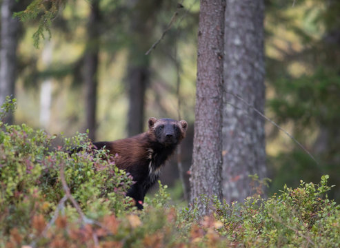 Wolverine in autumnal forest, Kuhmo, Finland
