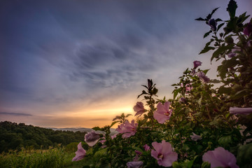 Flowers against Mammatus clouds during sunset 