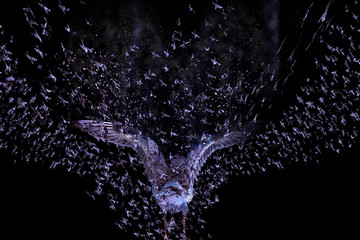 Fototapeta premium Abstract nature bird. Bird image. Black background. 