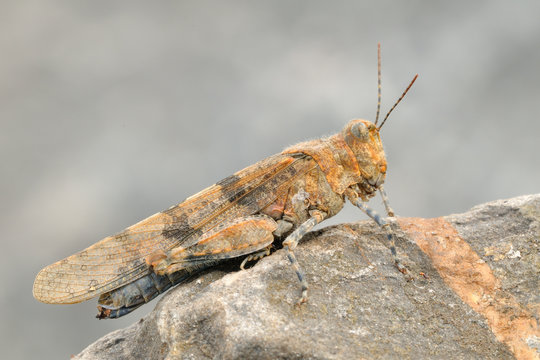 Blaufl&uuml;gelige Sandschrecke Sphingonotus caerulans
