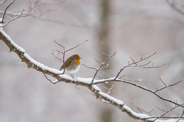 Robin perched on a snowy branch.