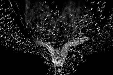 Abstract nature bird. Bird image. Black background. 