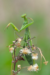 Europäische Gottesanbeterin Mantis religiosa