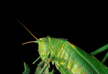 Grünes Heupferd Tettigonia viridissima