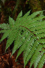 Fototapeta na wymiar Silver fern at Fox Glacier. New Zealand. Tropical rain forest. Ferns.