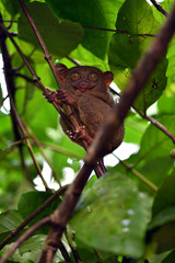 a tarsier sits in foliage on a tree in natural conditions