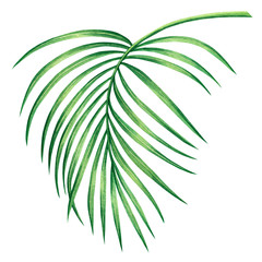 Watercolor painting coconut,palm leaf,green leaves isolated on white background.Watercolor hand painted illustration tropical exotic leaf for wallpaper vintage Hawaii style pattern.With clipping path.