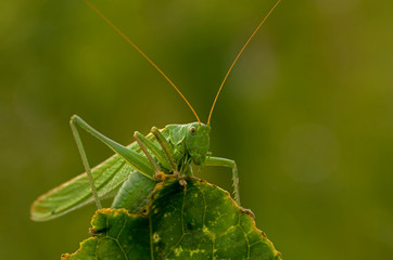 Grünes Heupferd Tettigonia viridissima