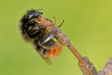 Steinhummel Bombus lapidarius