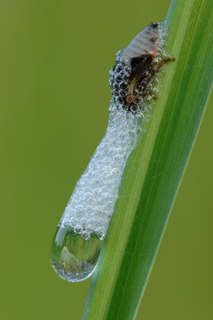 Wiesen Schaumzikade Philaenus spumarius