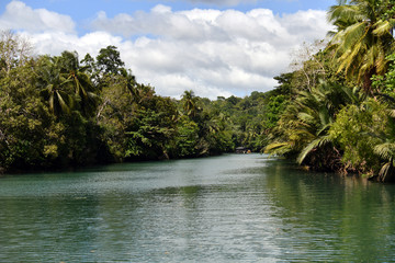 green river in tropical forest on bohol island in philippines