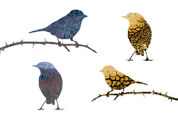 Cute little birds. Drought theme images. 