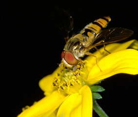 Winter Schwebfliege Episyrphus balteatus