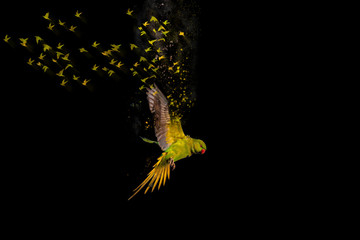 Flying green parrot. Black background. Dispersion Effect. Bird: Alexandrine Parakeet. Psittacula...