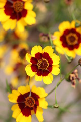 field of yellow flowers