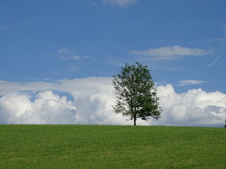 Fototapeta na wymiar Einzelner Baum vor dramatischen Wolken