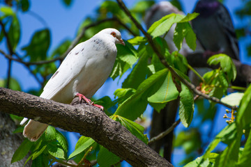 Bird 331