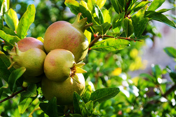 Pomegranate