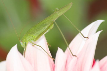 praying mantis on green background