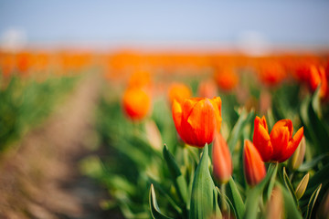 Magical Netherlands landscape with flower tulip field in Holland. Colorful dutch tulips flowering in fields and garden on spring Netherlands. Tourist attraction in Holland on springtime. Soft focus