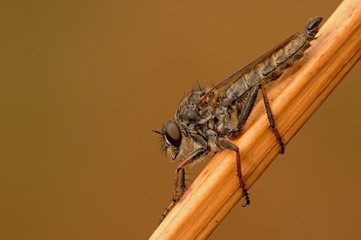 Gemeine-Raubfliege Tolmerus-atricapillus