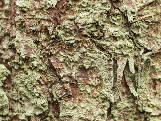 tree bark background photographed by a macro lens.