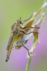 Schlichte Raubfliege Machimus rusticus