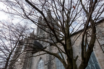 Tree and st Mary's  cathedral 