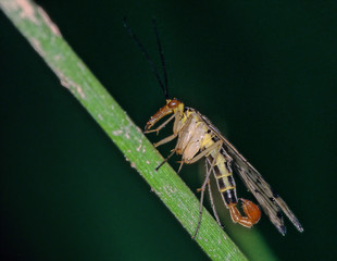 Skorpionsfliege Panorpa communis Männchen
