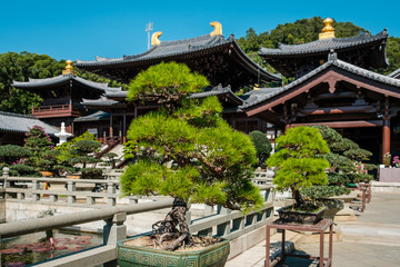 Fototapeta na wymiar Bonsai trees in Chinese Garden of the Chi Lin Nunnery, a Buddhist temple in Hong Kong