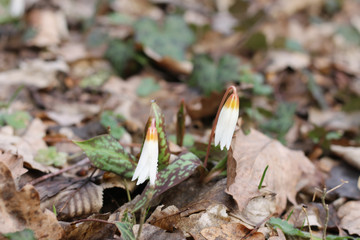 Spring flowers primroses-Crocus, cyclamen. The flower of the Crocus among the old, dried leaves. Close up. The view from the top. Blurred background. Horizontal photo. Spring. Day.