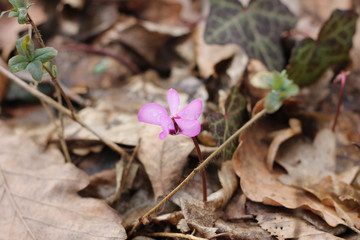 Spring flowers primroses-Crocus, cyclamen. The flower of the Crocus among the old, dried leaves. Close up. The view from the top. Blurred background. Horizontal photo. Spring. Day.