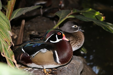 Mandarin Duck