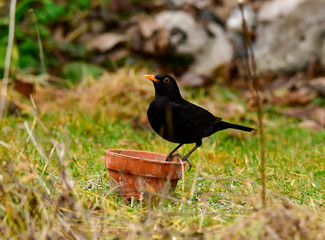 Blackbird at the feeding place 