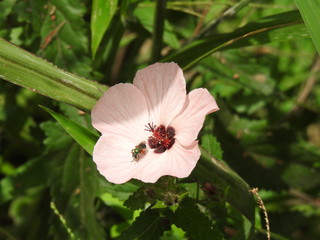 Flor com inseto polinizador