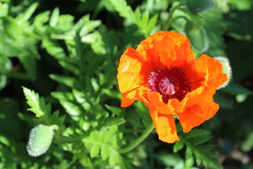 Fototapeta premium red poppy in the garden in summer