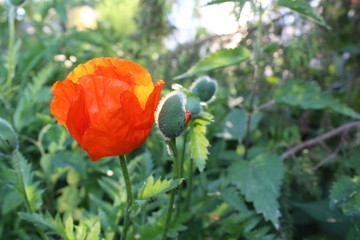 red poppy in the garden in summer