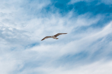 Fototapeta na wymiar Seagull flies on background of blue sky with clouds