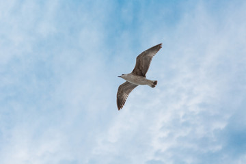 Obraz premium Seagull flies on background of blue sky with clouds