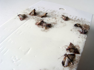 Moths eradication with an adhesive paper. Domestic destruction of food pests. The parasites of people nutrition stocks.