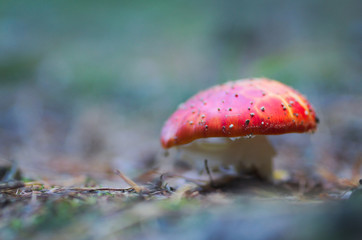 Amanita muscaria in the forest, fungus