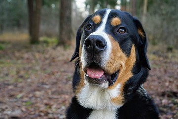 portrait of dog