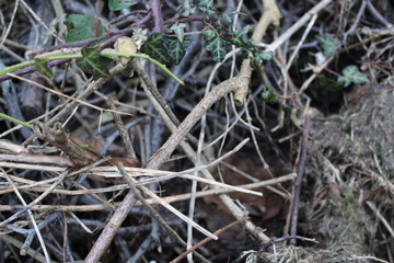 Winter Bush Forest