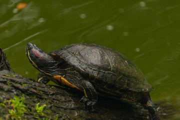 Turtle near green lake in dark autumn rainy day