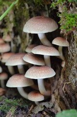 Beautiful autunm background with fungus